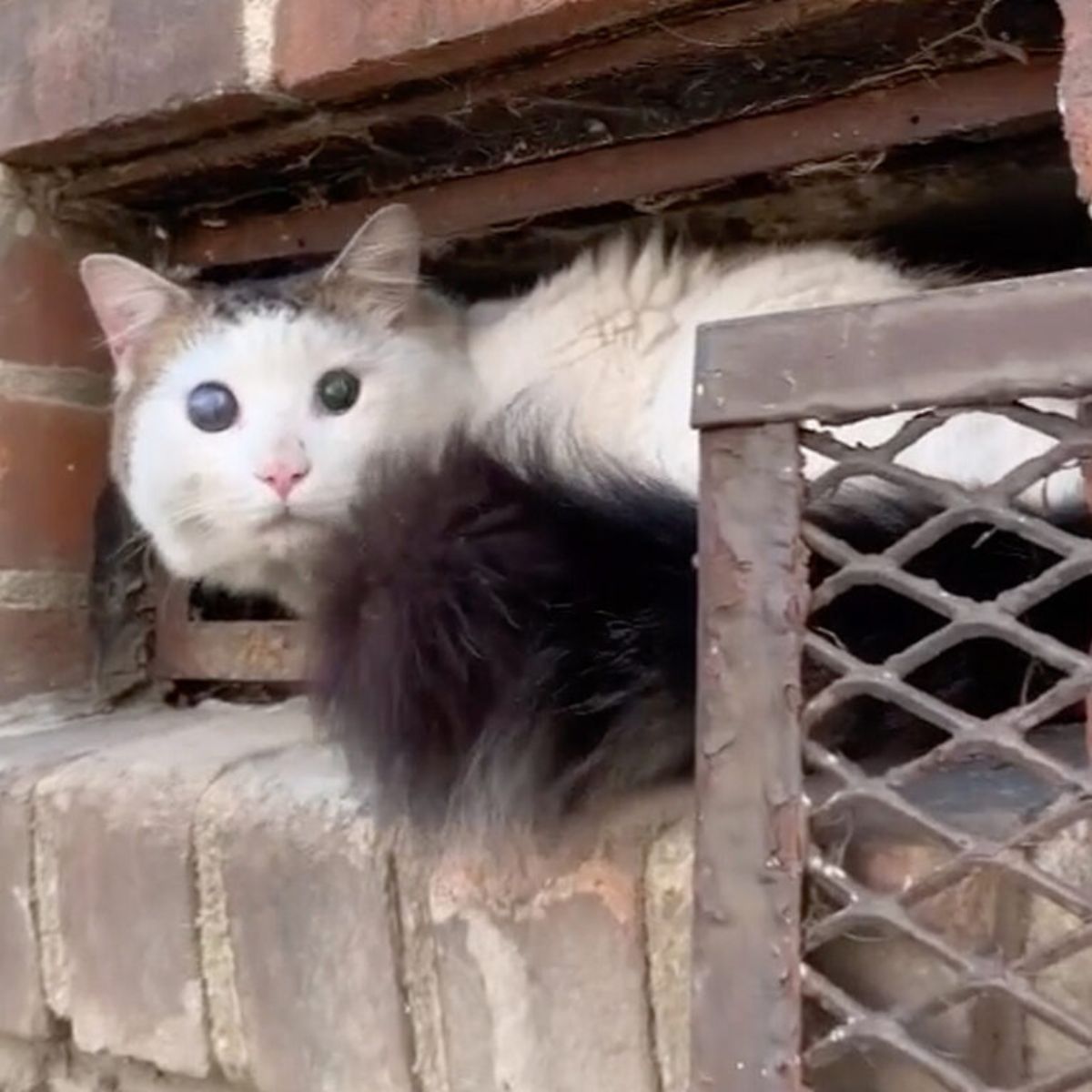 white blind cat