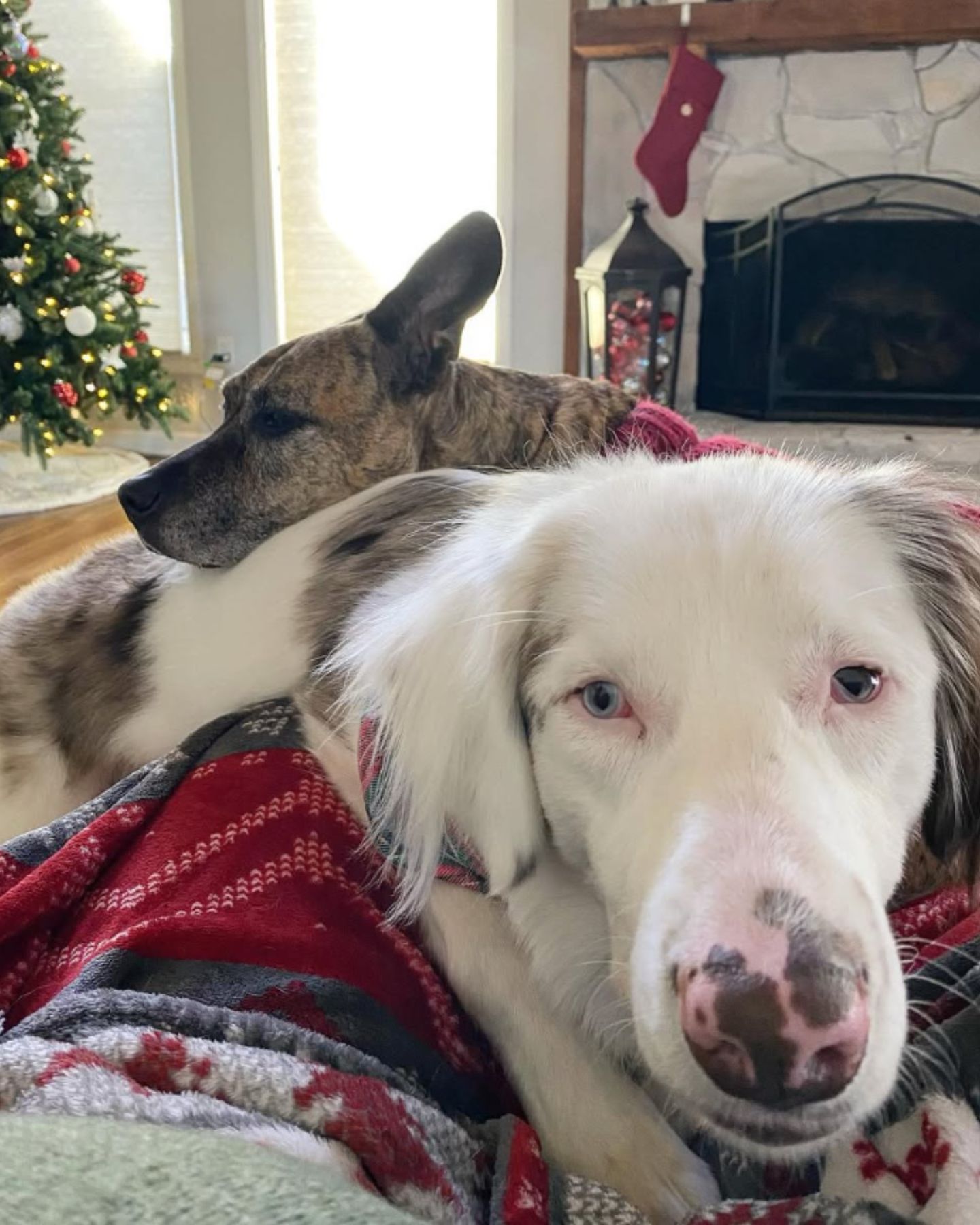 white blind dog cuddles with another dog