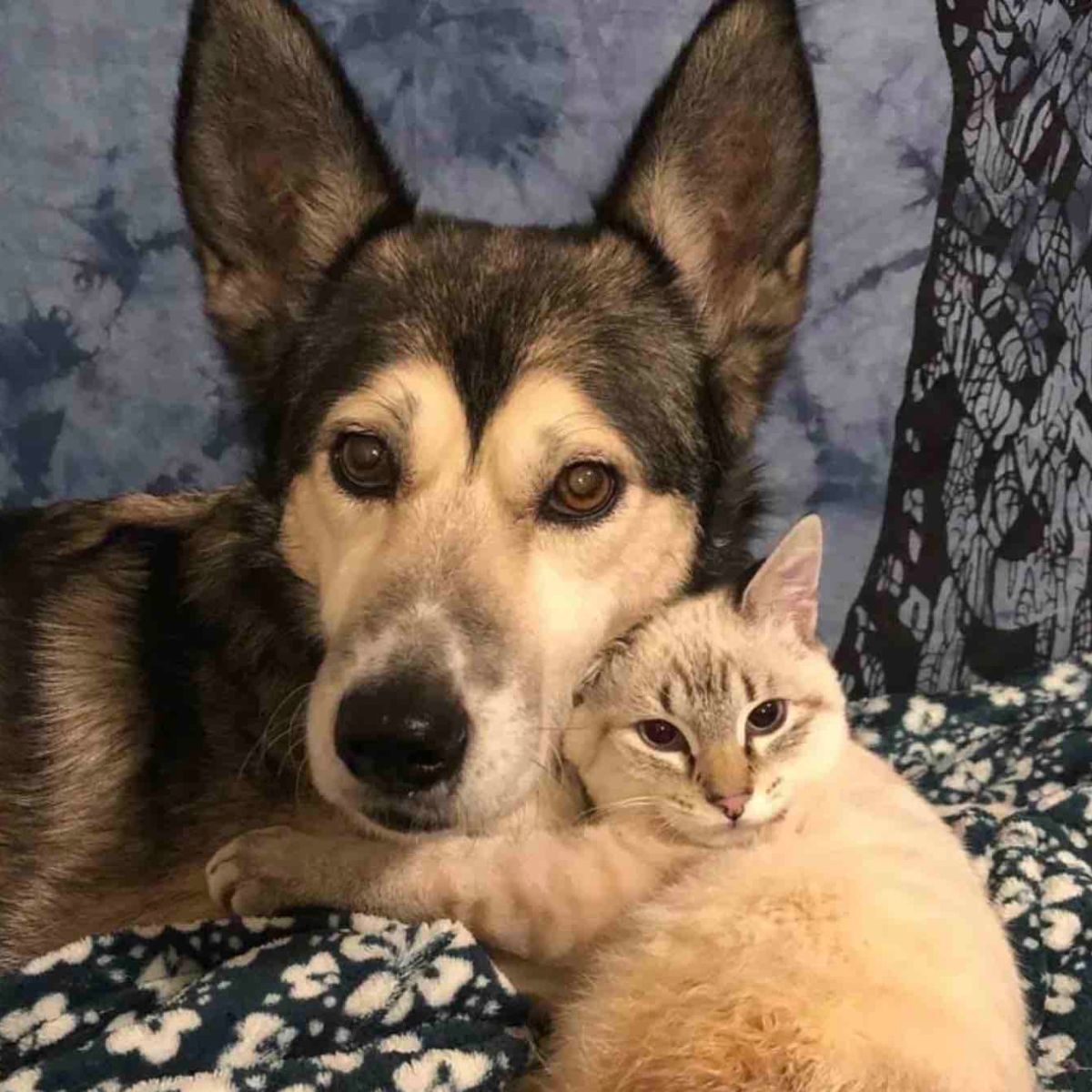 white cat and dog
