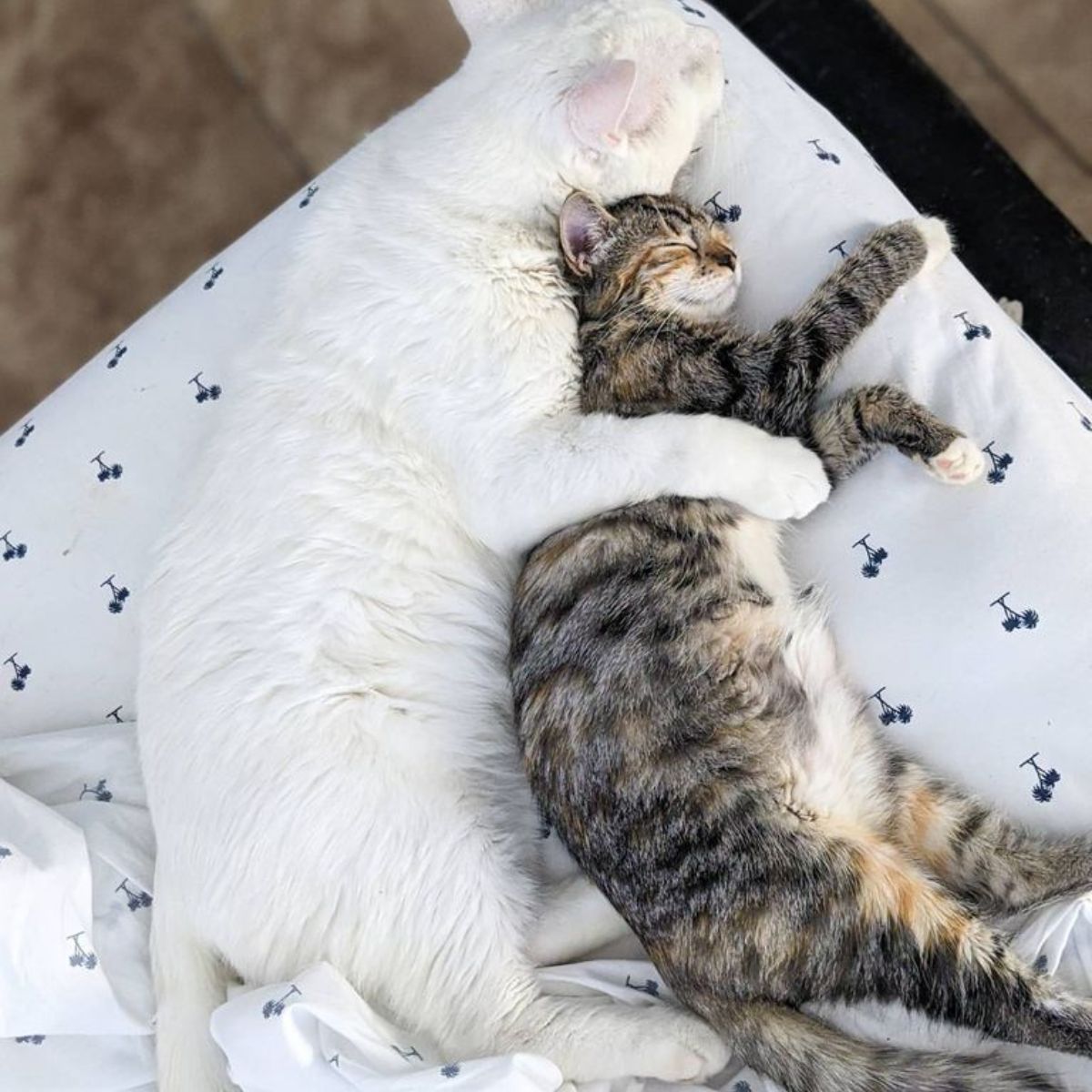 white cat and kitten sleeping together