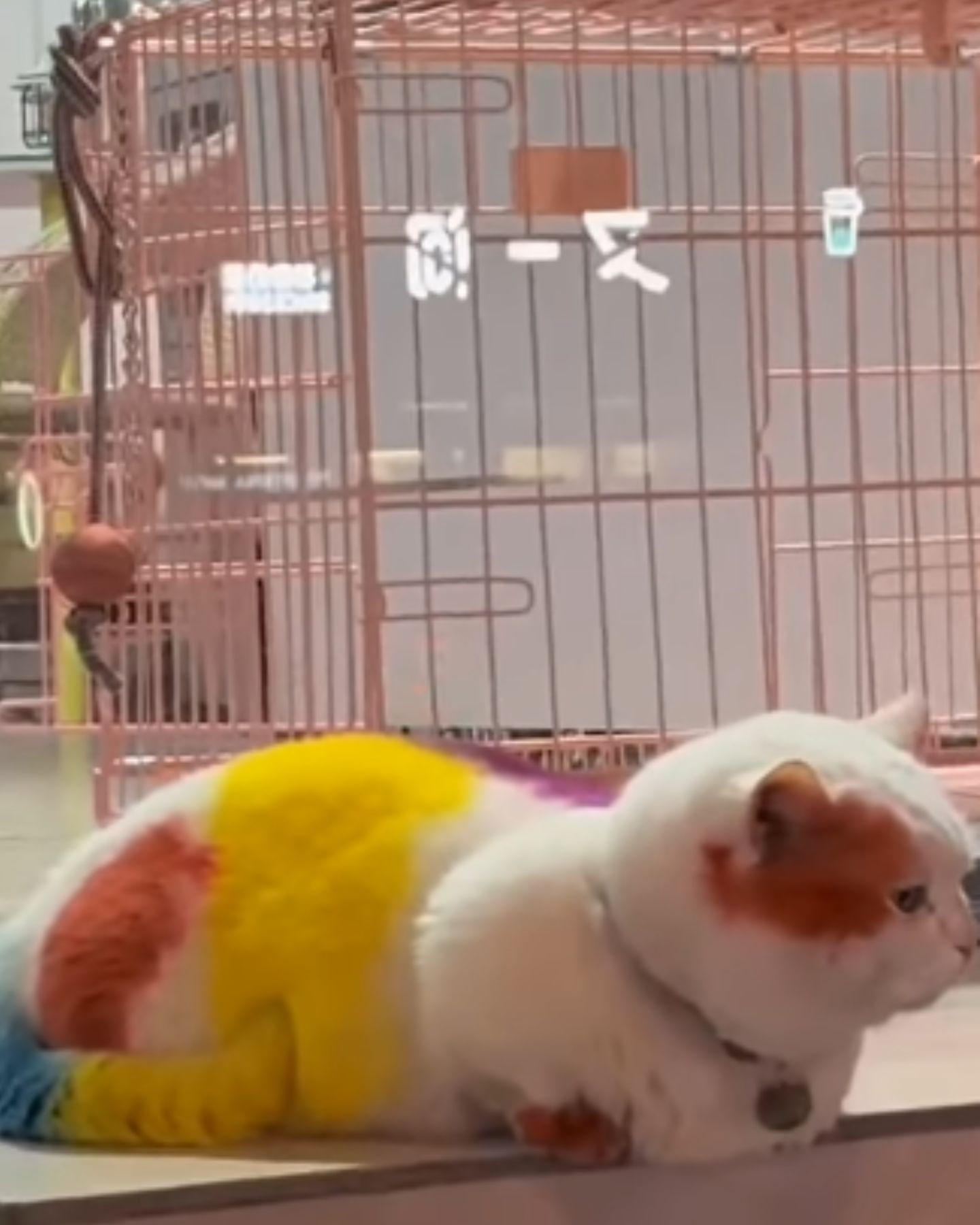 white cat became colorful