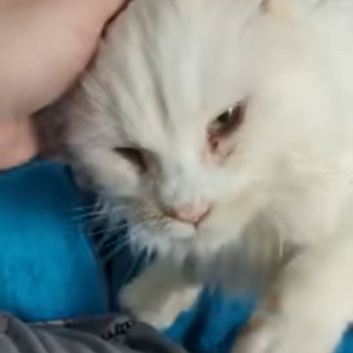 white cat being petted