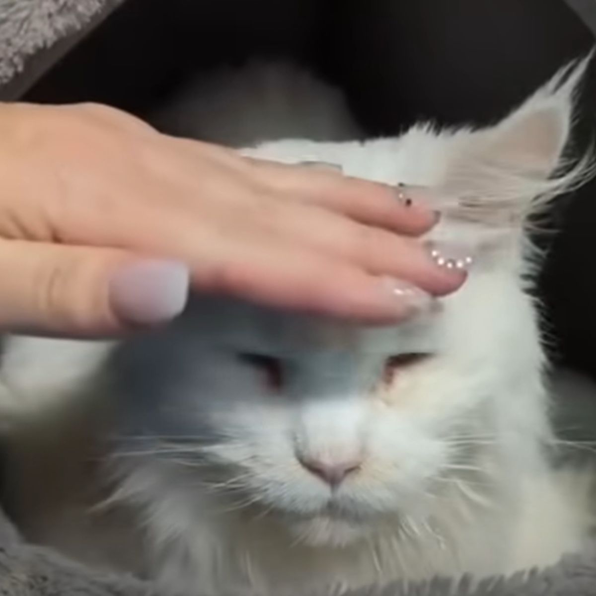white cat cuddling