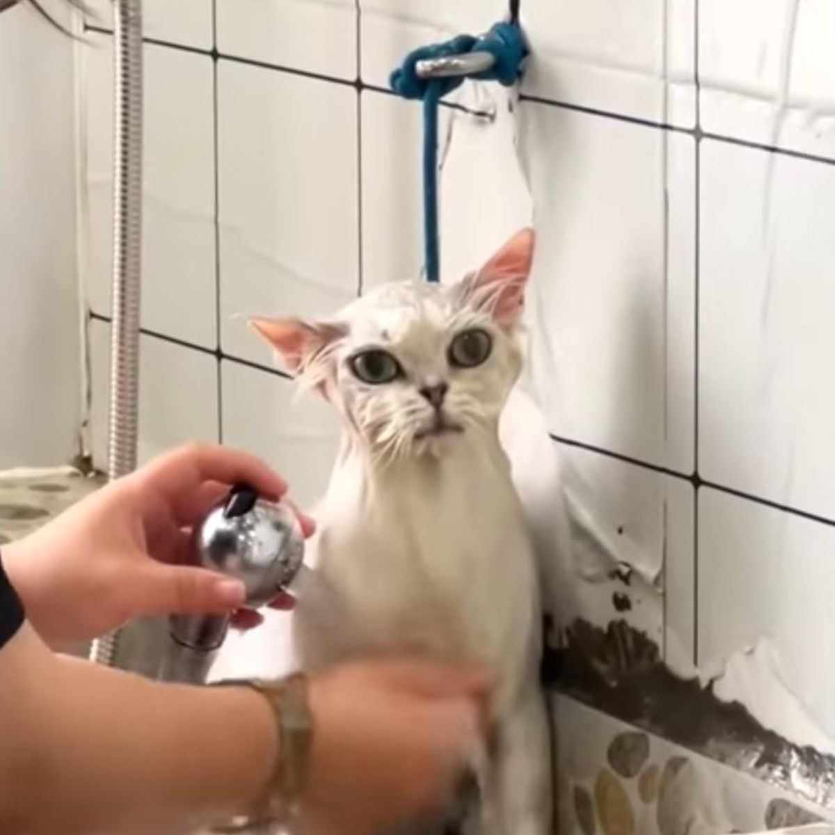 white cat is taking a bath