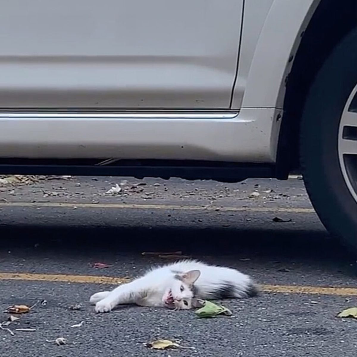white cat meows on the road