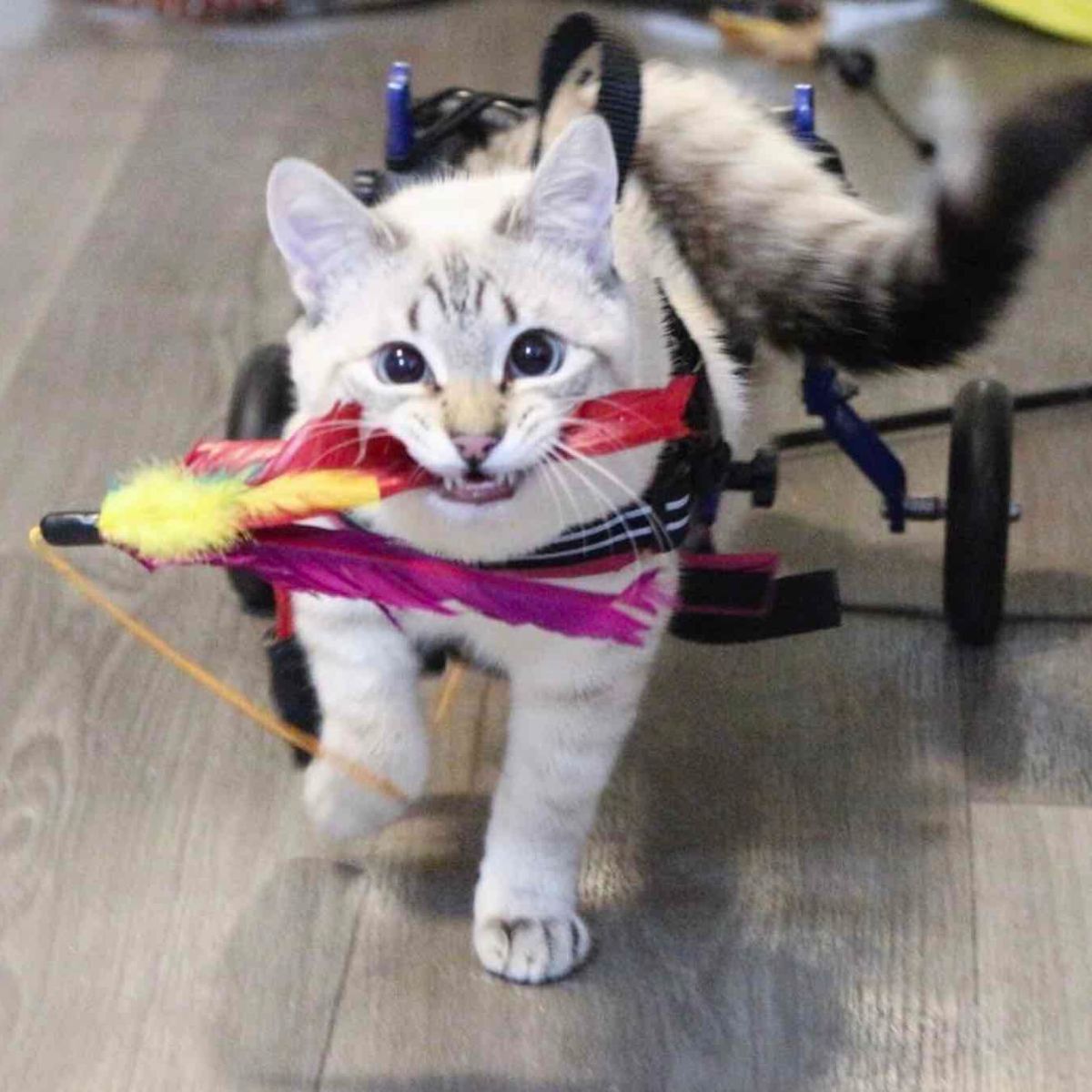 white cat runs on aids and a toy in her mouth