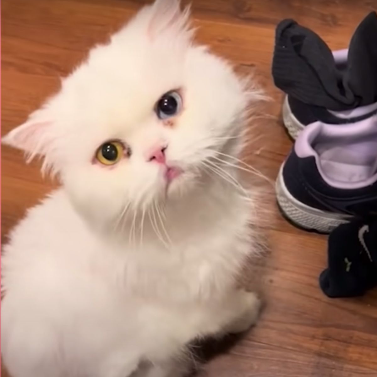 white cat with different color eyes