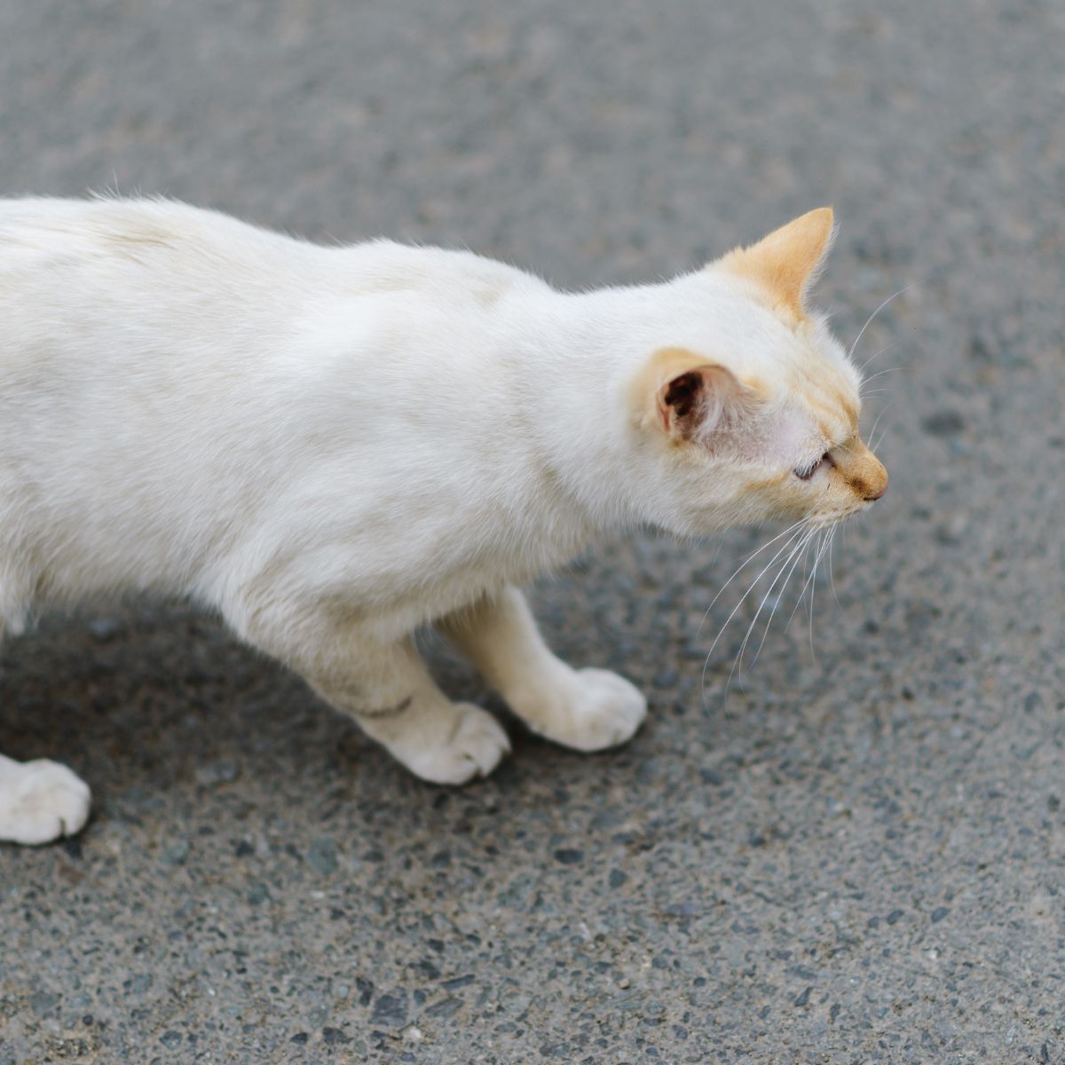 white cat with ginger ears