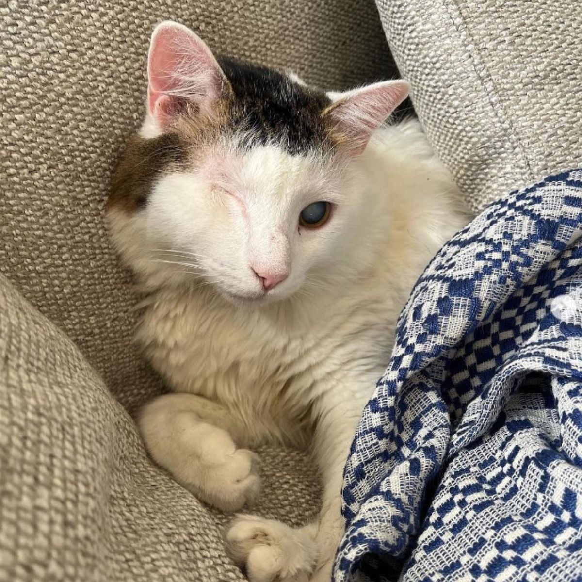 white cat without an eye