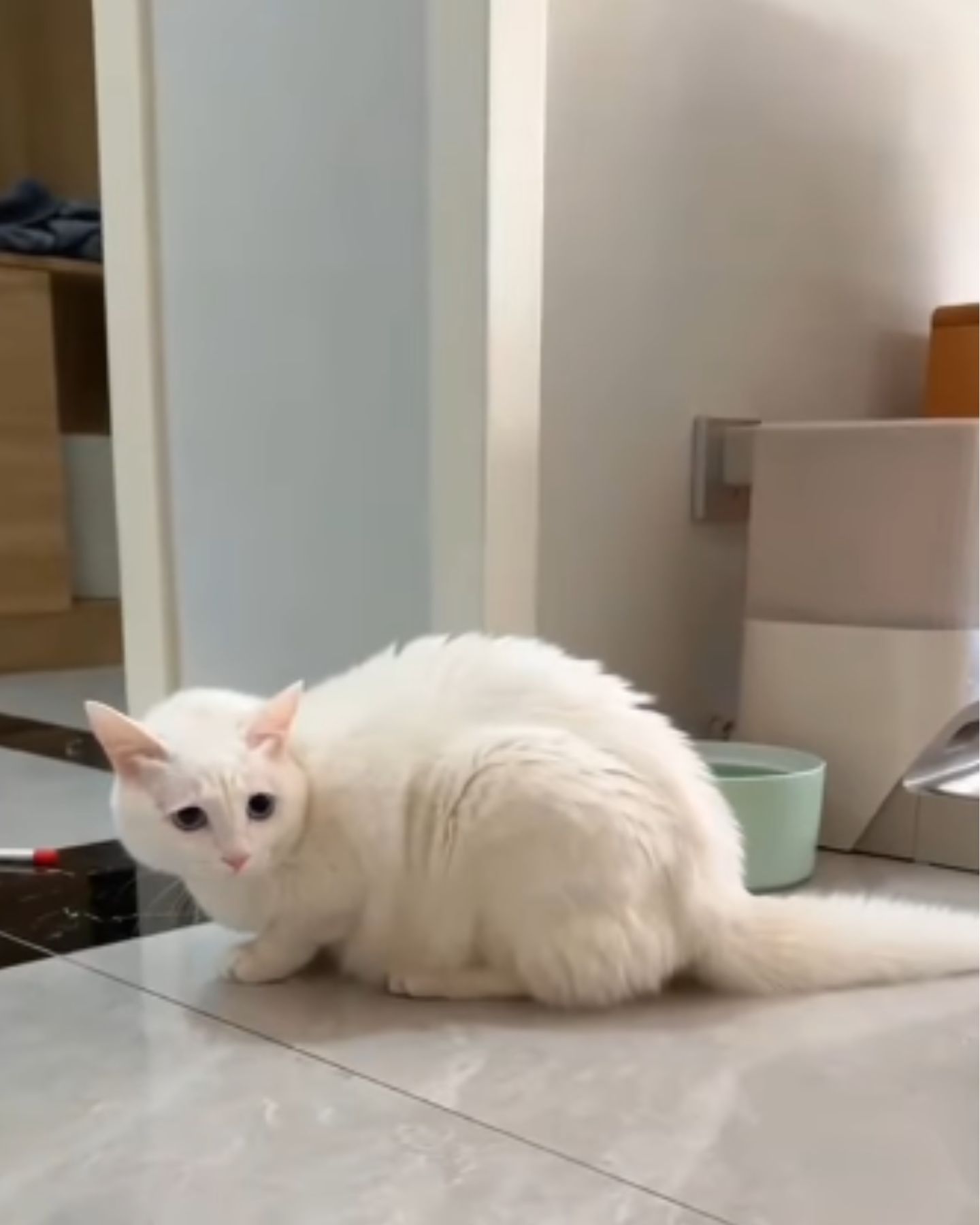 white cute cat