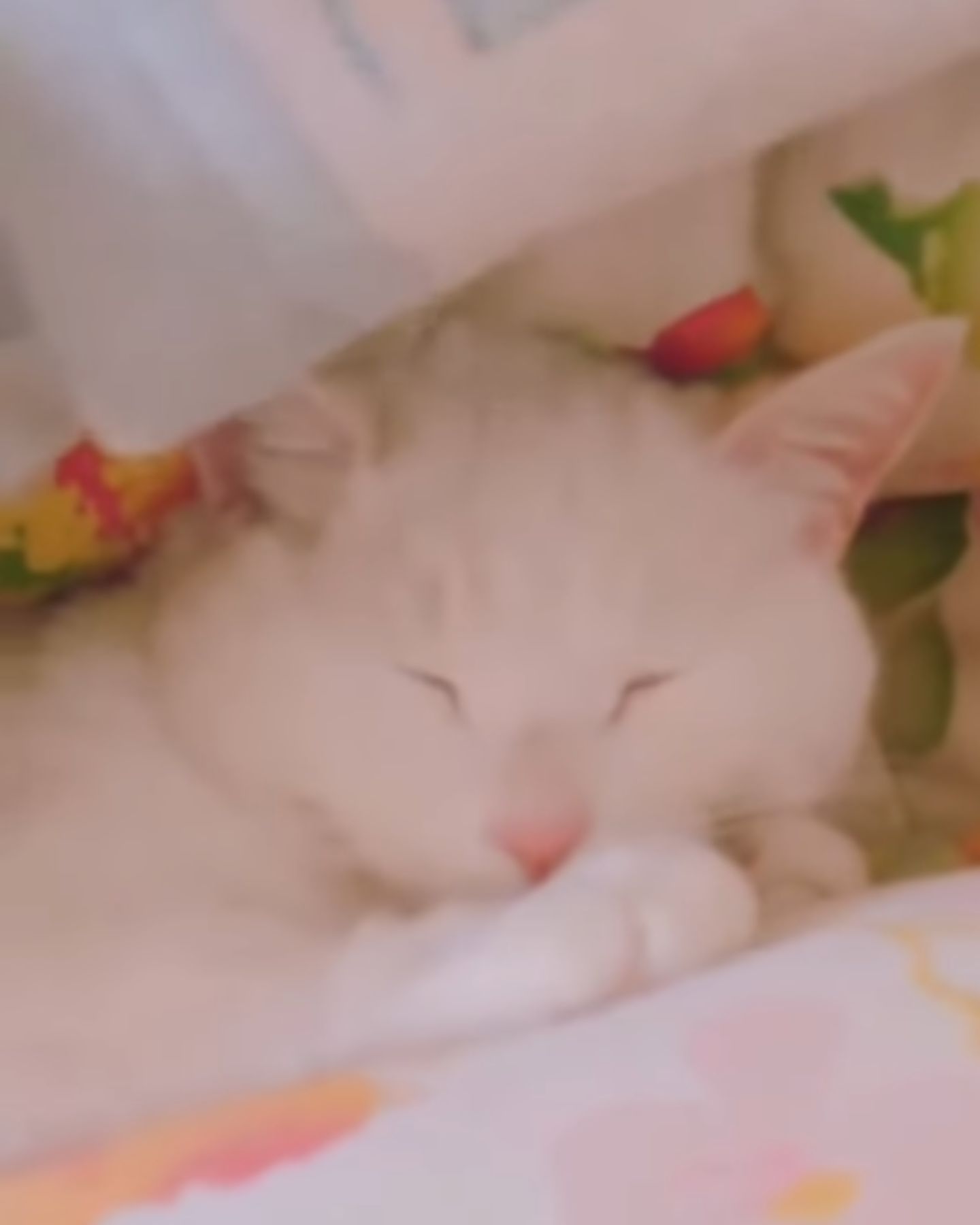 white cute cat sleeps