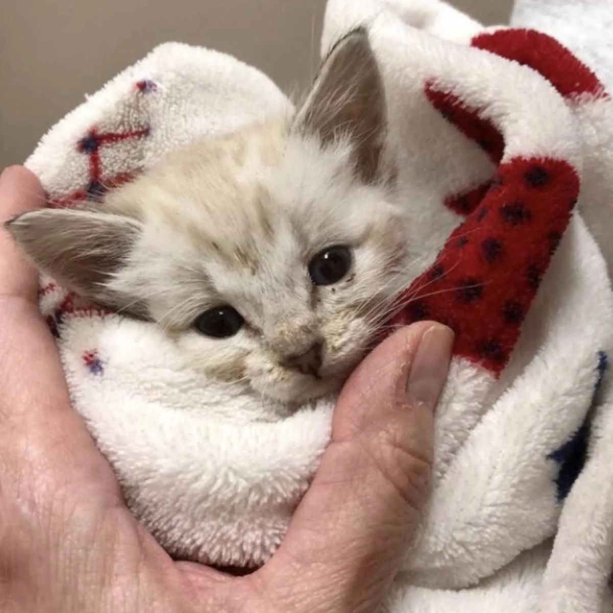 white cute kitten in a blanket