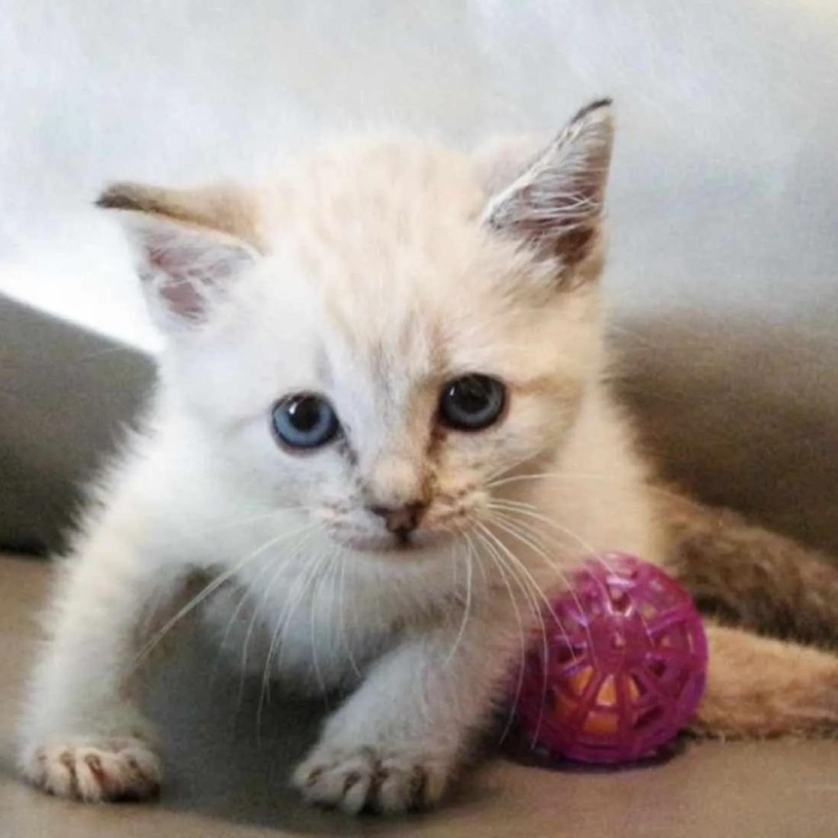 white cute kitty