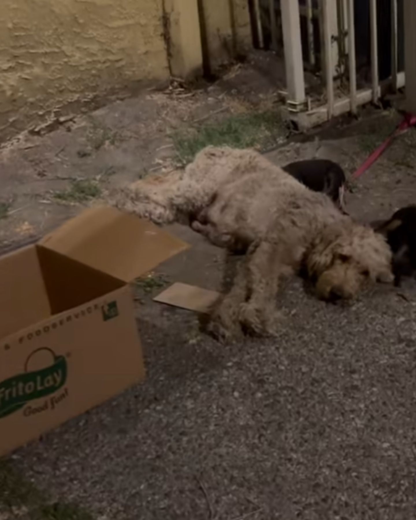 white dirty dog
