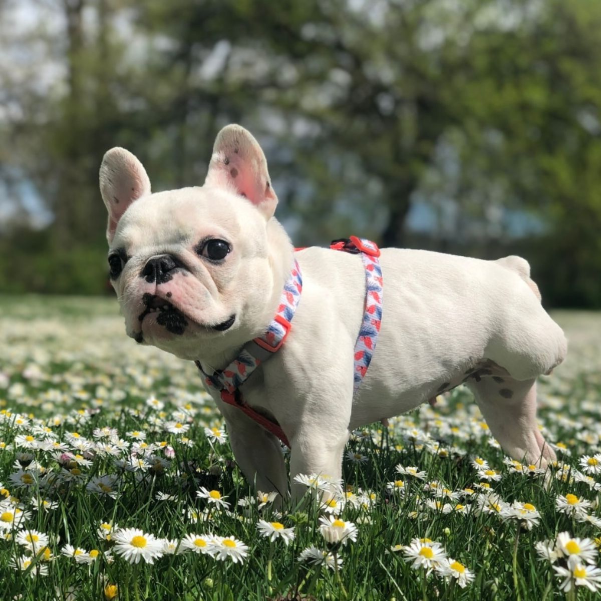 white dog with no leg on grass