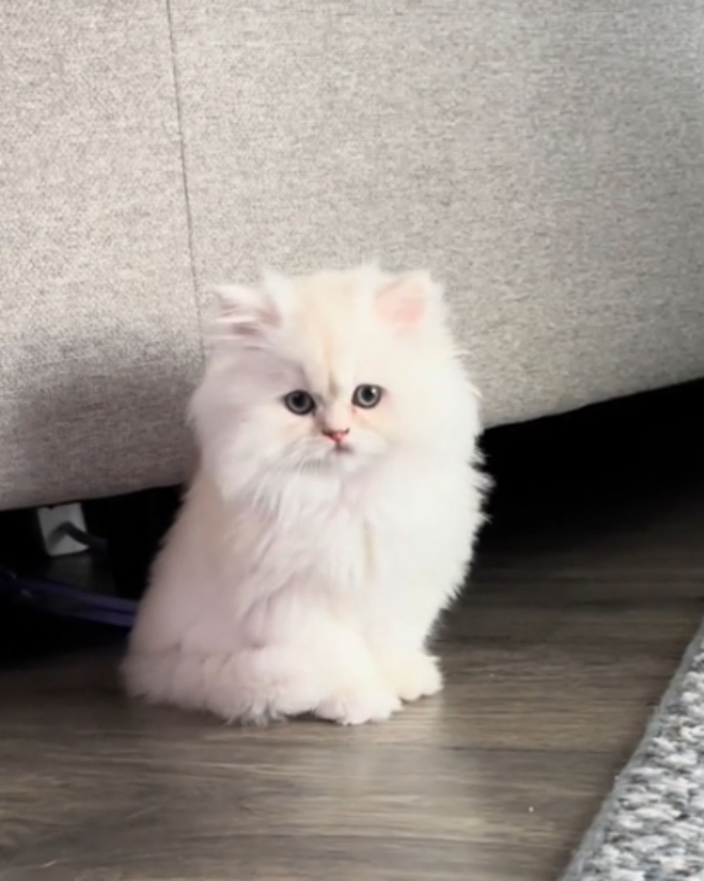white fluffy cat