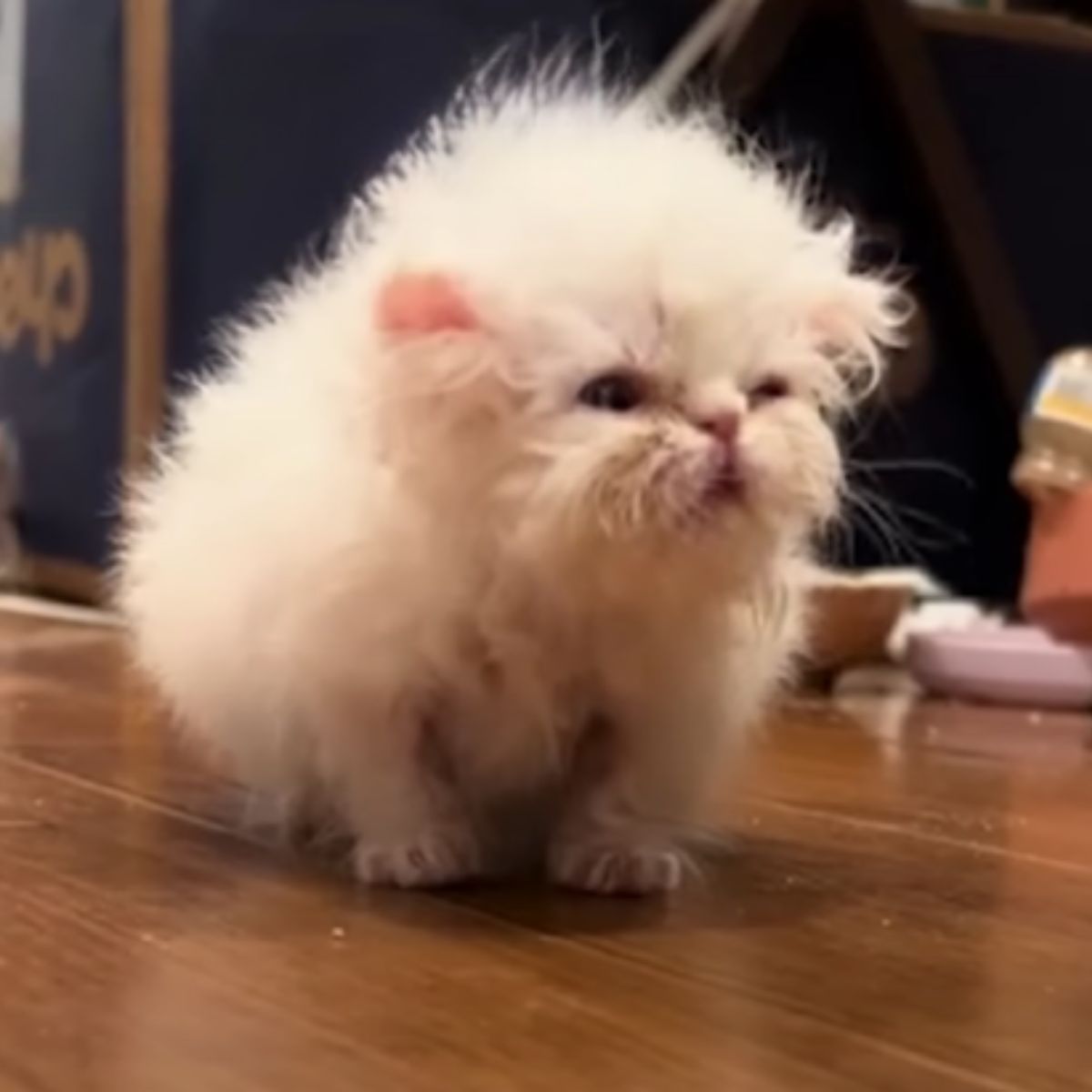 white fluffy kitten