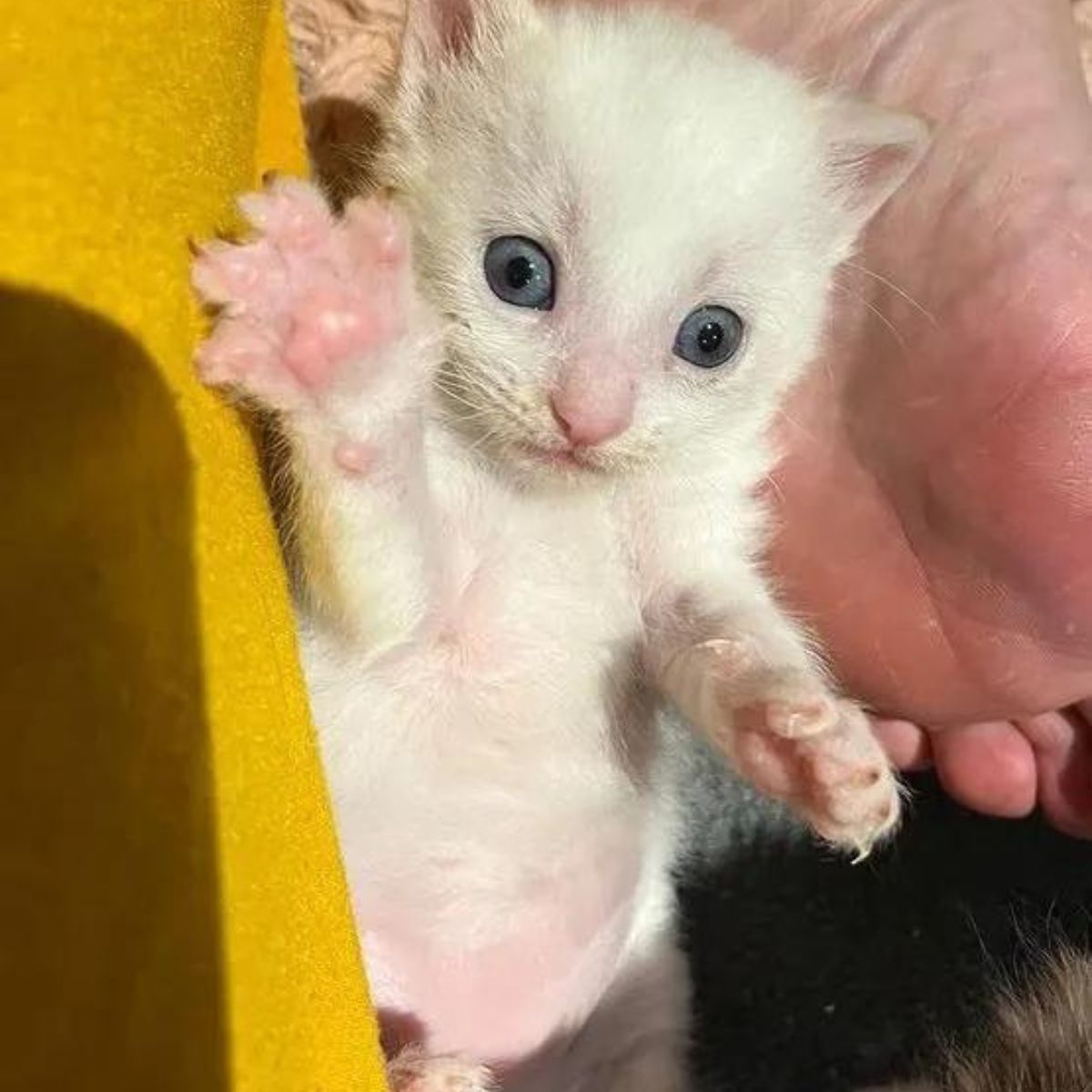 white happy kitten