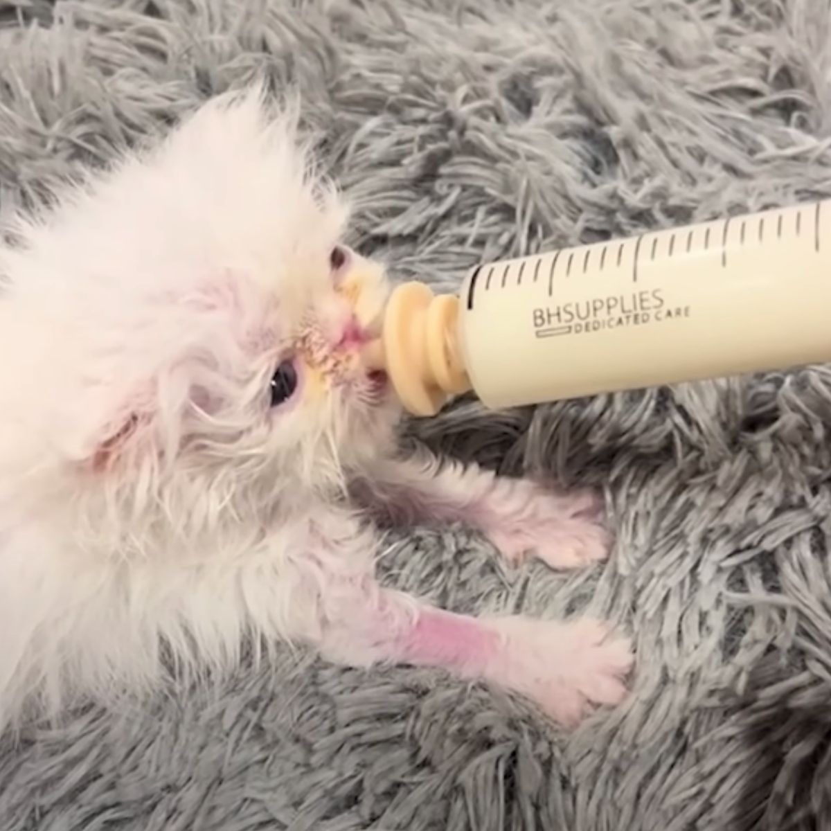 white kitten drinks milk from a syringe