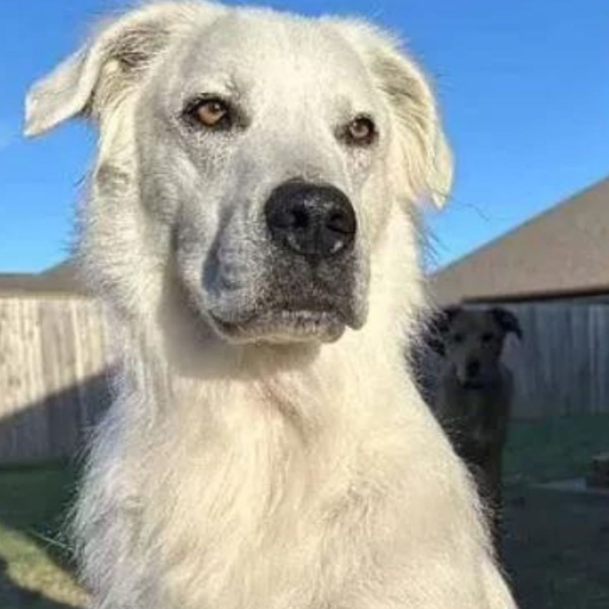 white labrador