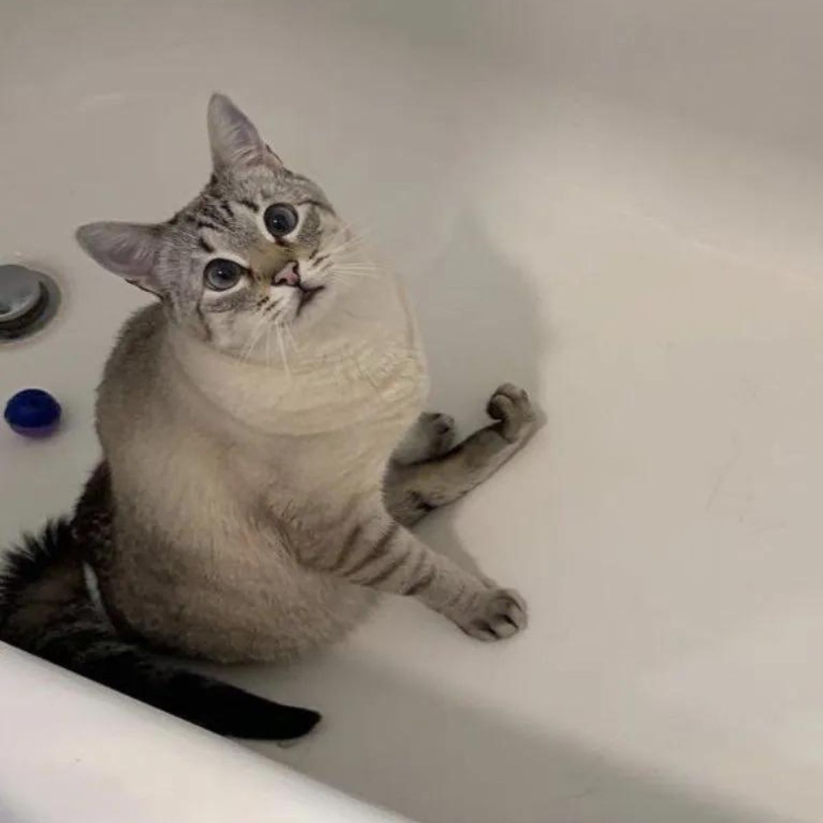 white paralyzed cat in a bathtub