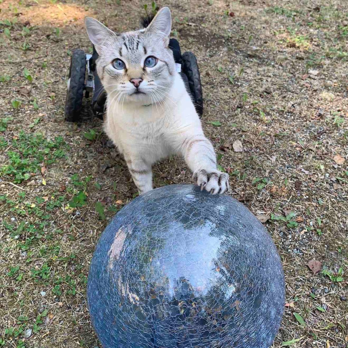 white paralyzed cat outside