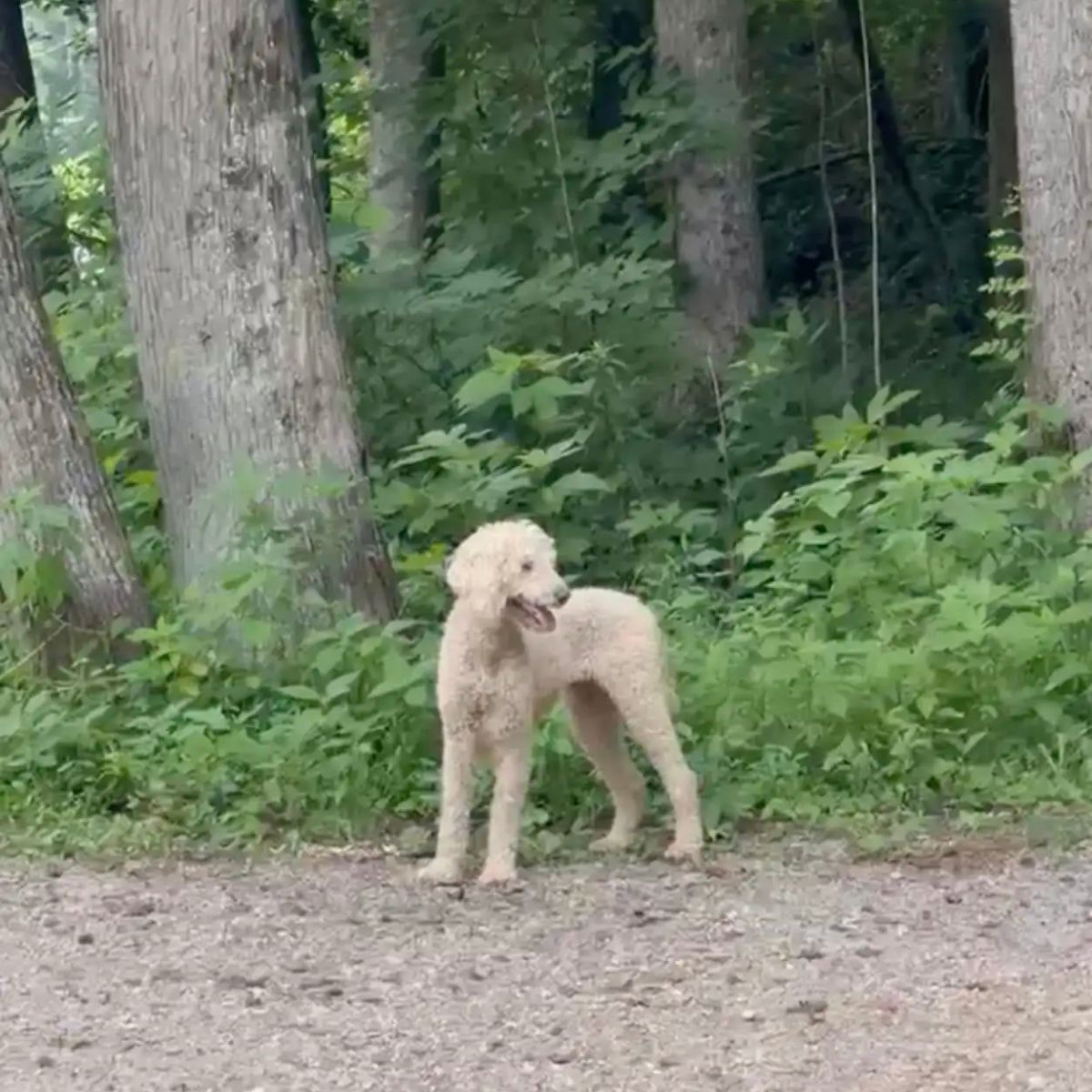 white poodle in the forest