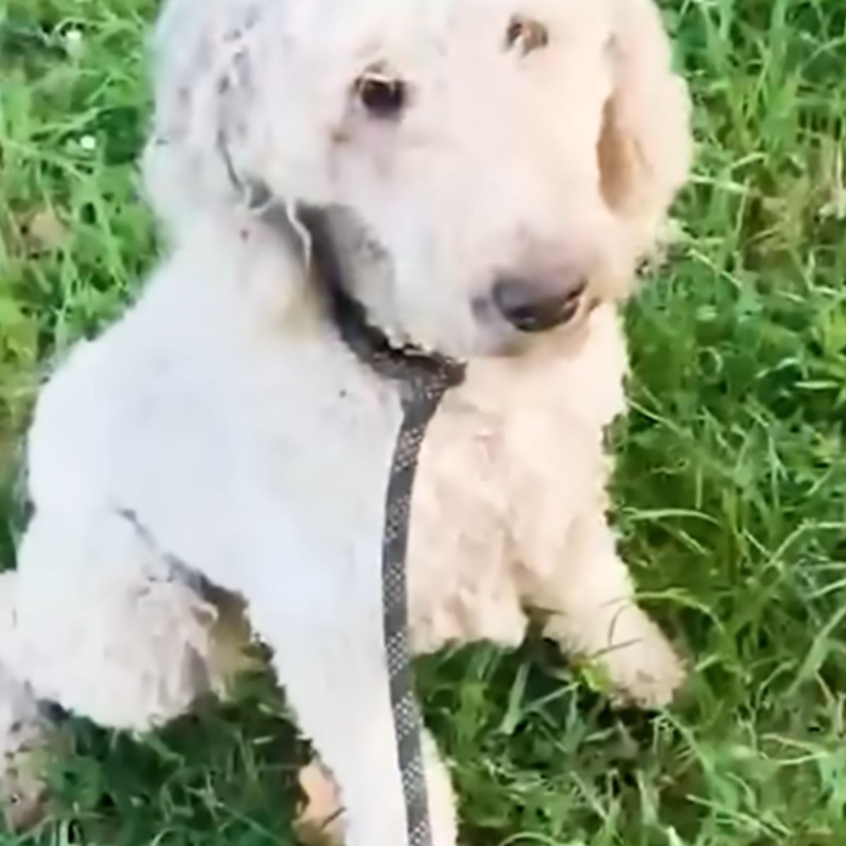 white poodle on grass