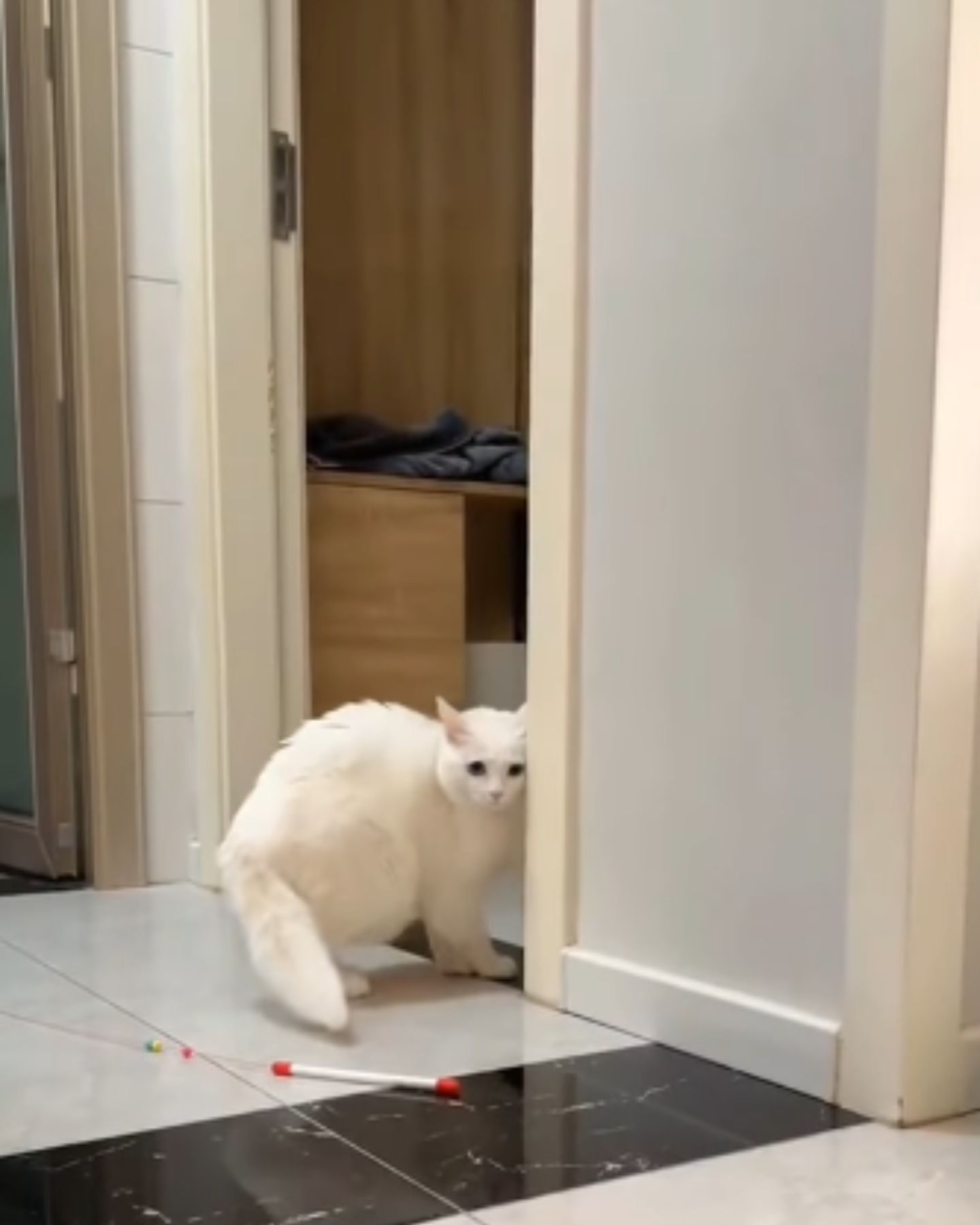 white scared cat