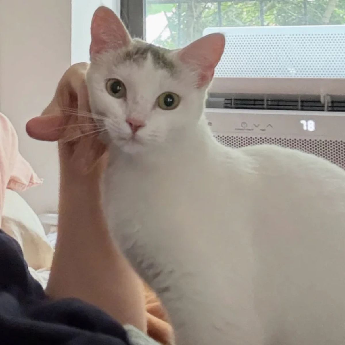white senior cat cuddling