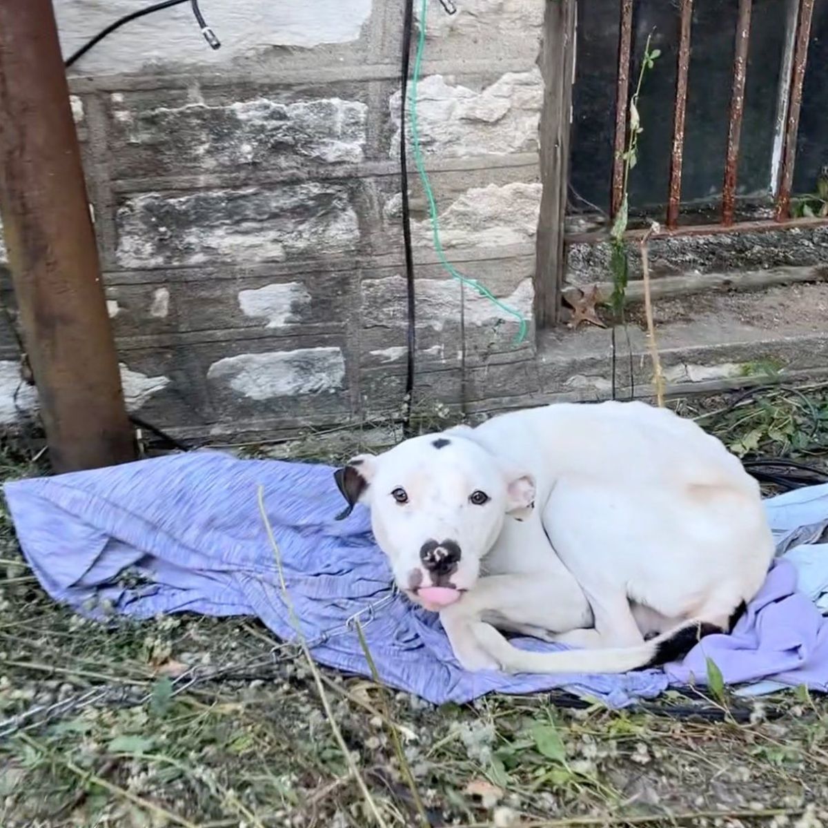 white senior dog tied up