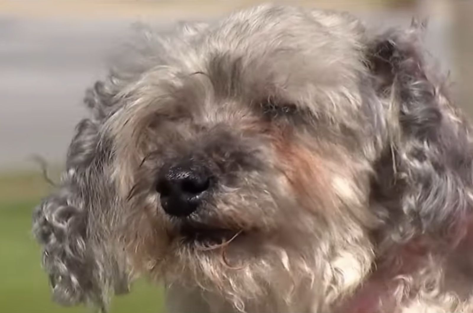 white shaggy dog