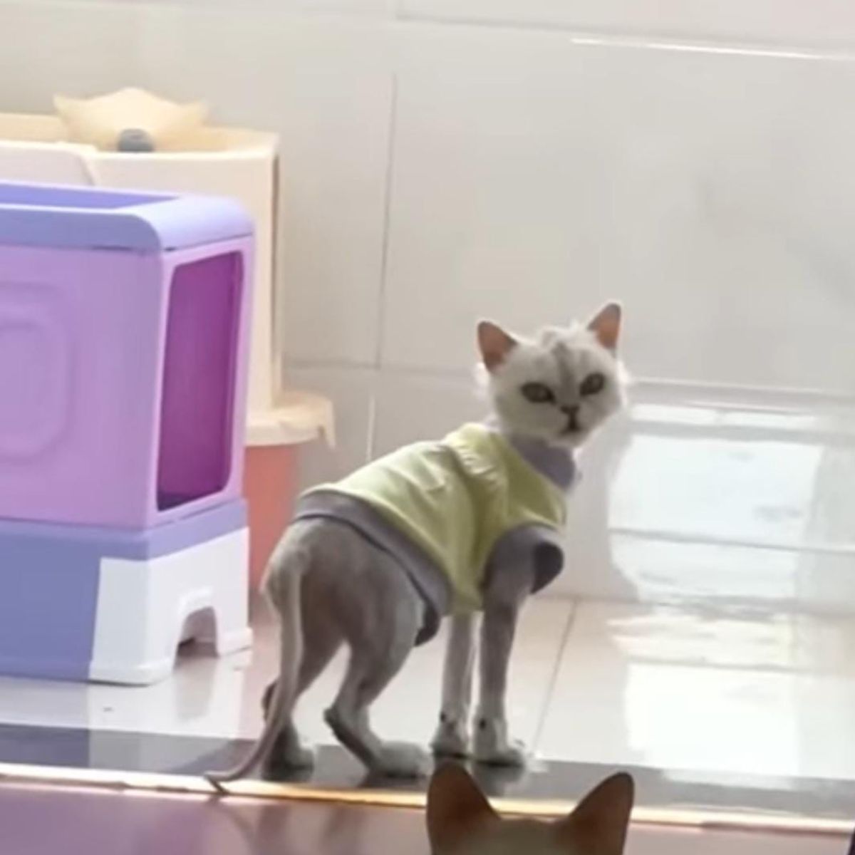 white skinny cat in clothes