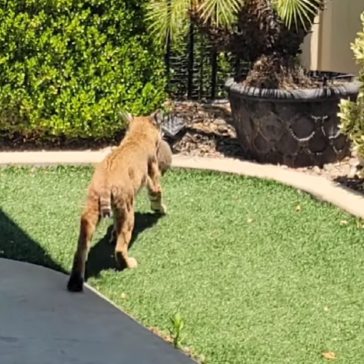 wild bobcat in yard