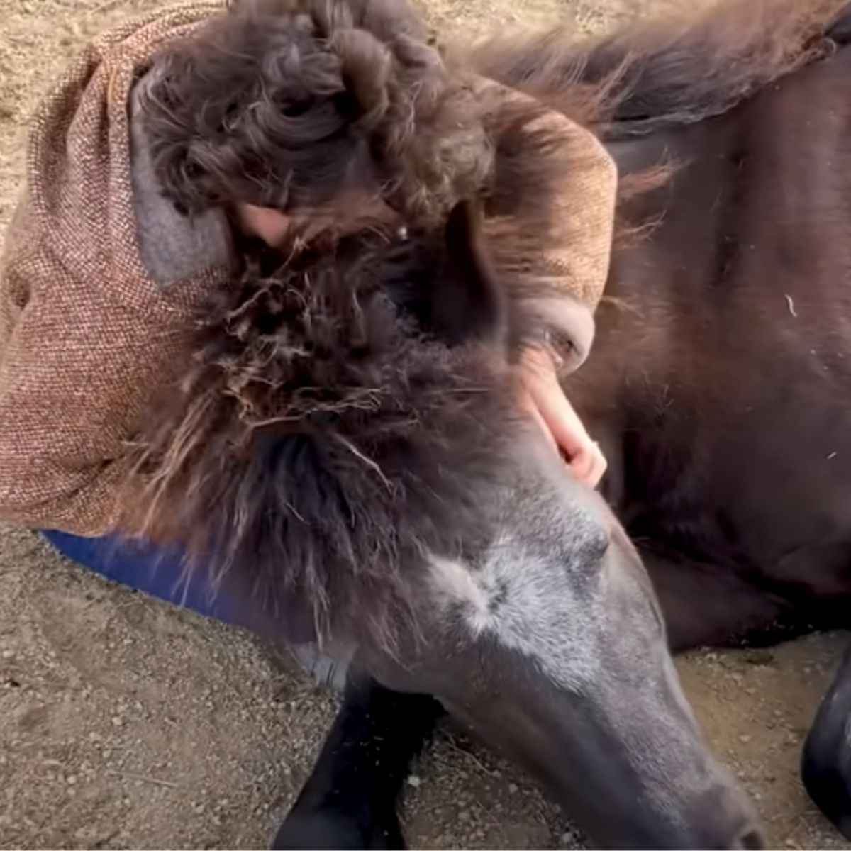 woman and horse embrace