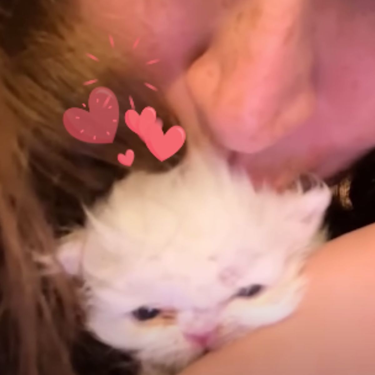 woman kisses a white kitten