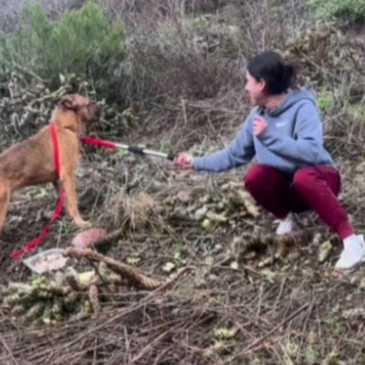 woman tries to catch a lonely dog