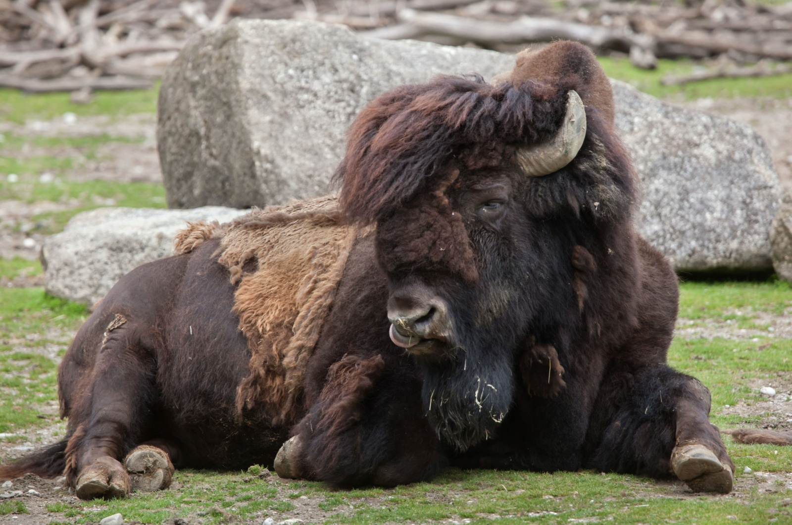 zoo animal