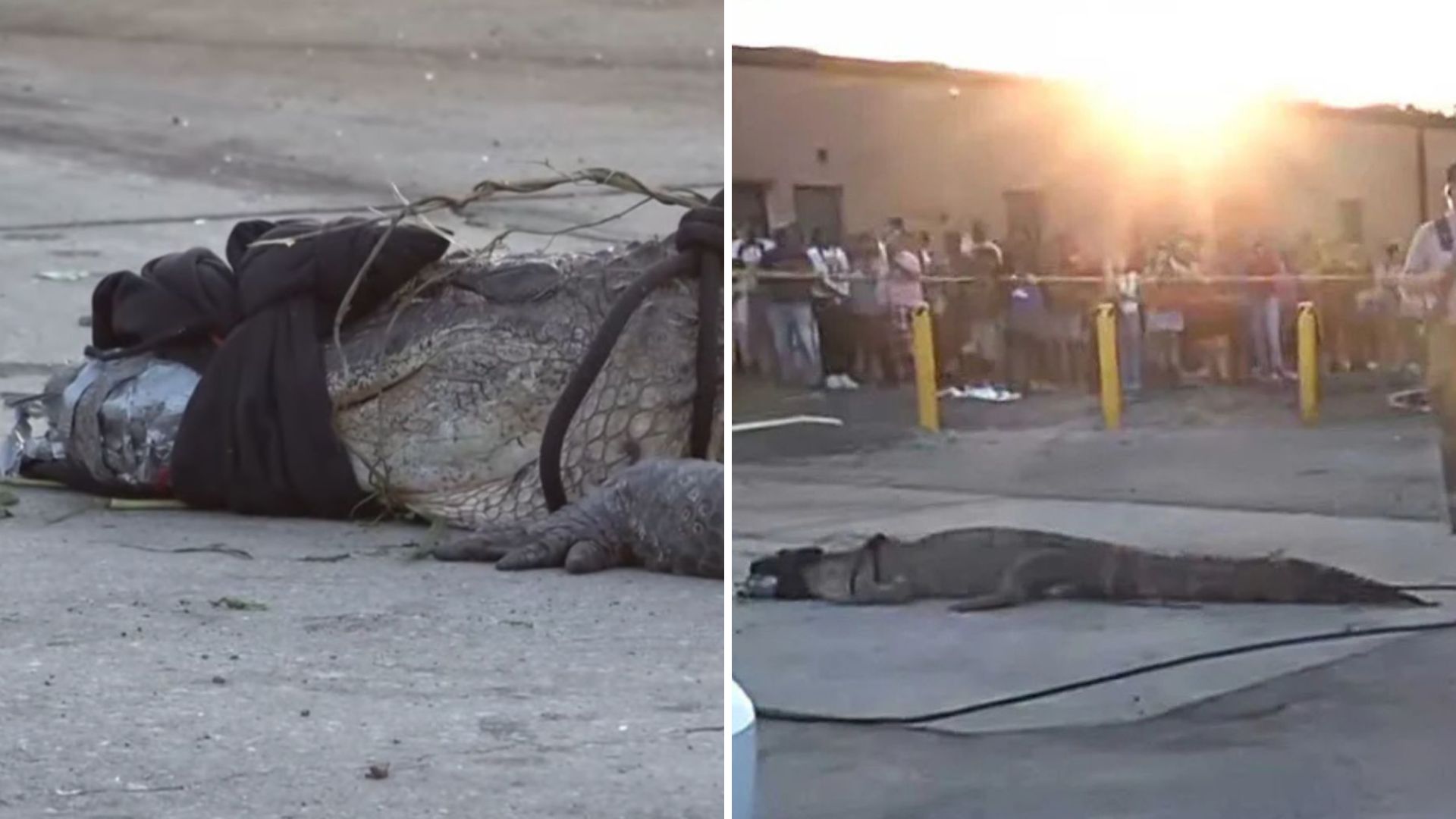 giant gator at mcdonalds parking lot