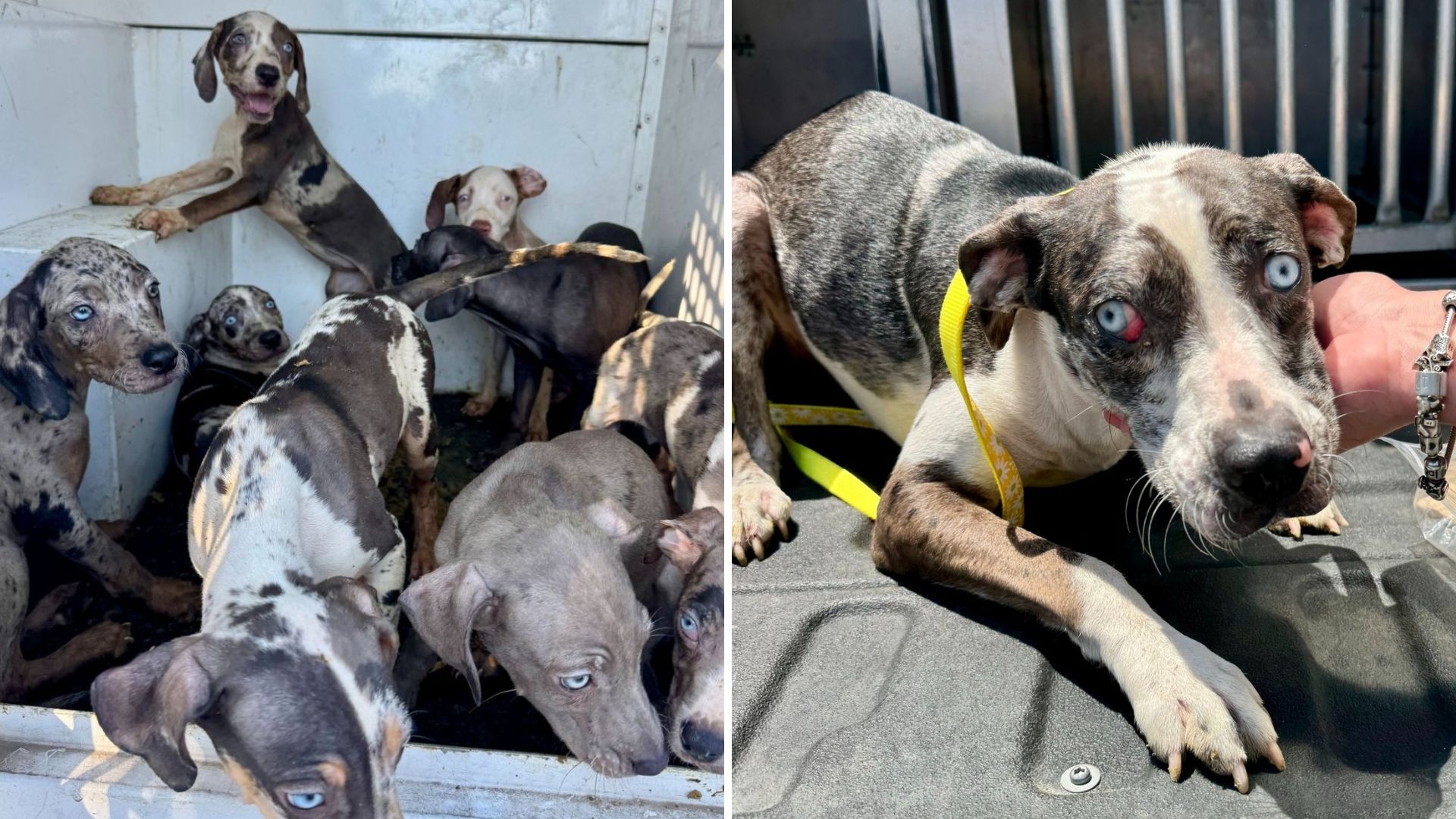 twenty leopard dogs rescued from breeding