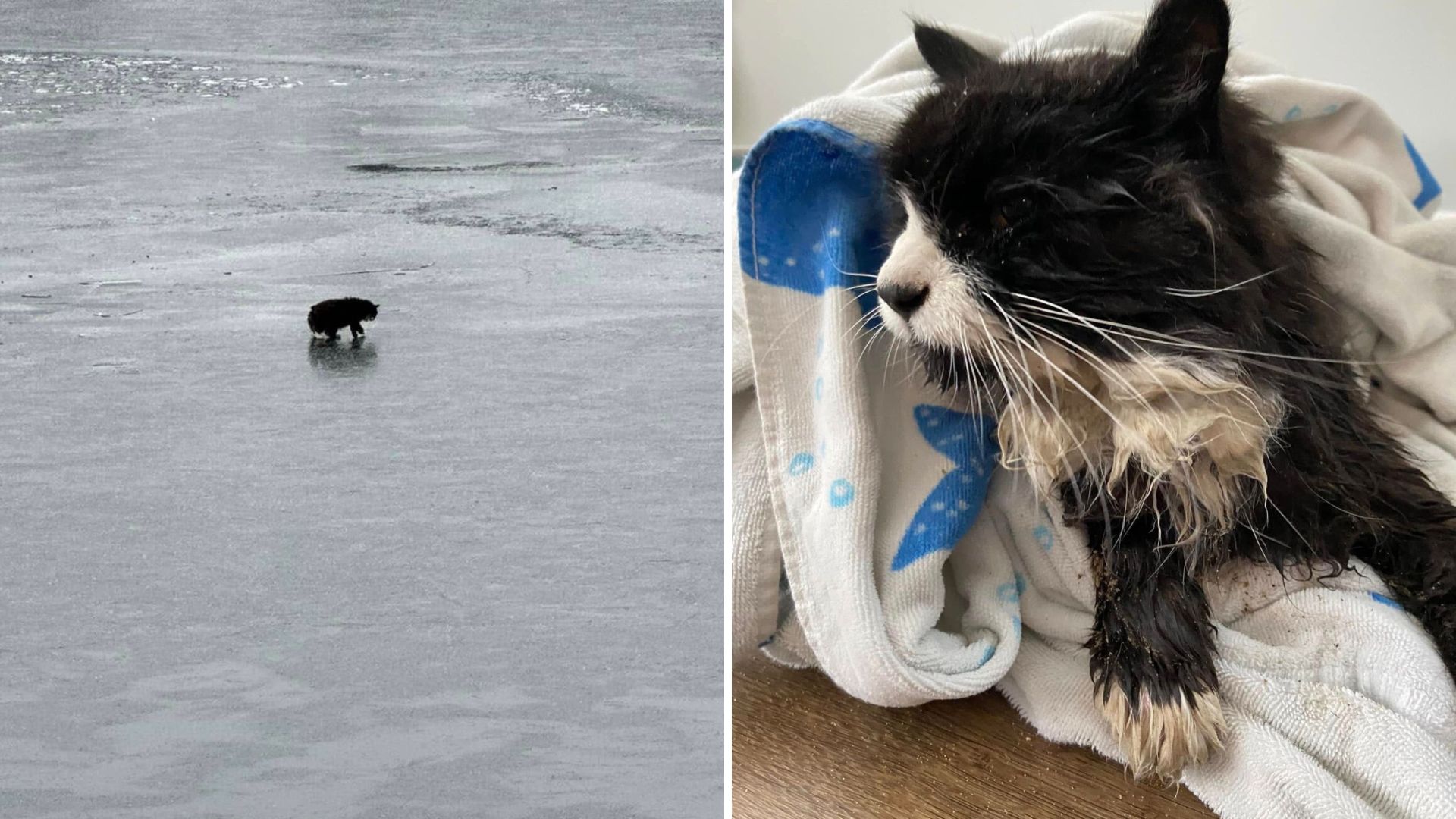 cat rescued from frozen lake