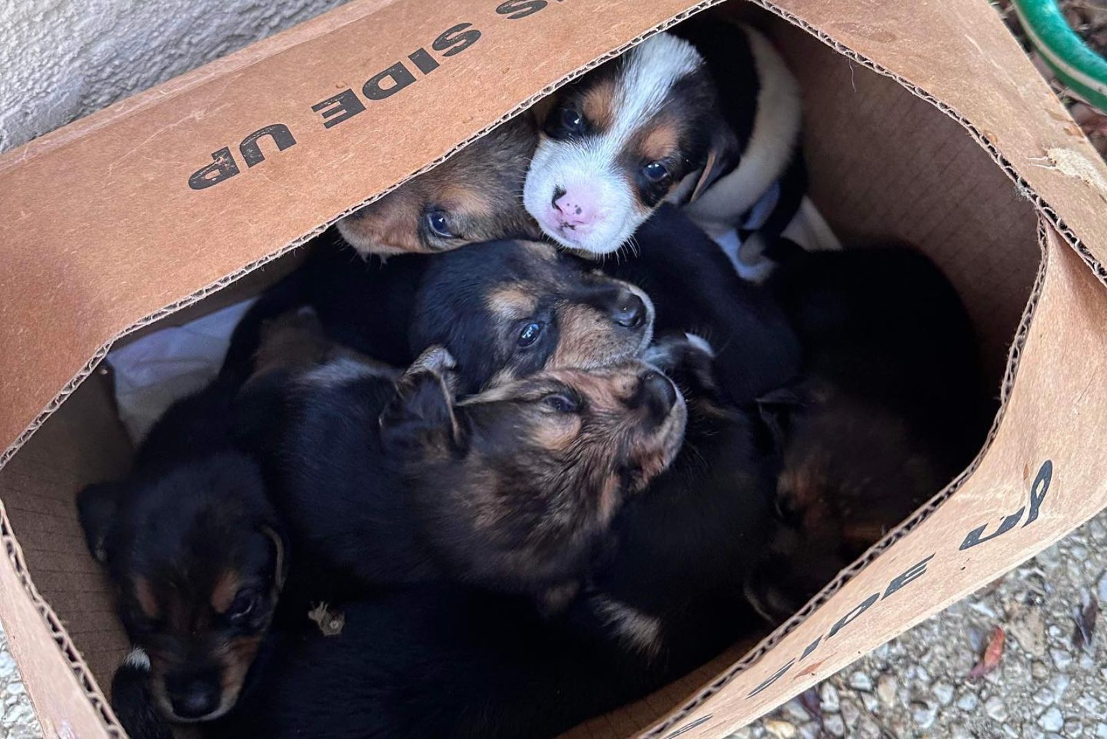 7 puppies in a cardboard box
