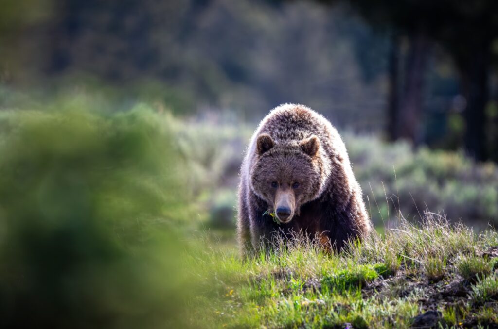 A bear is walking in the meadow