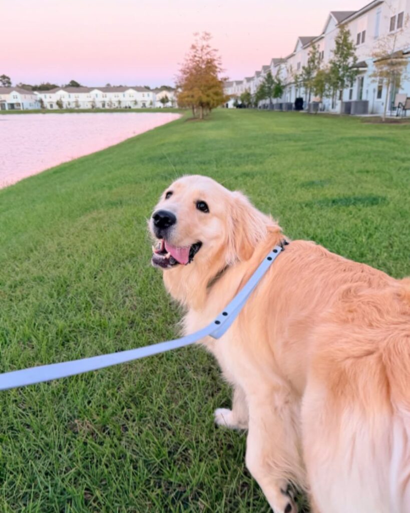 A beautiful dog is walking on a leash