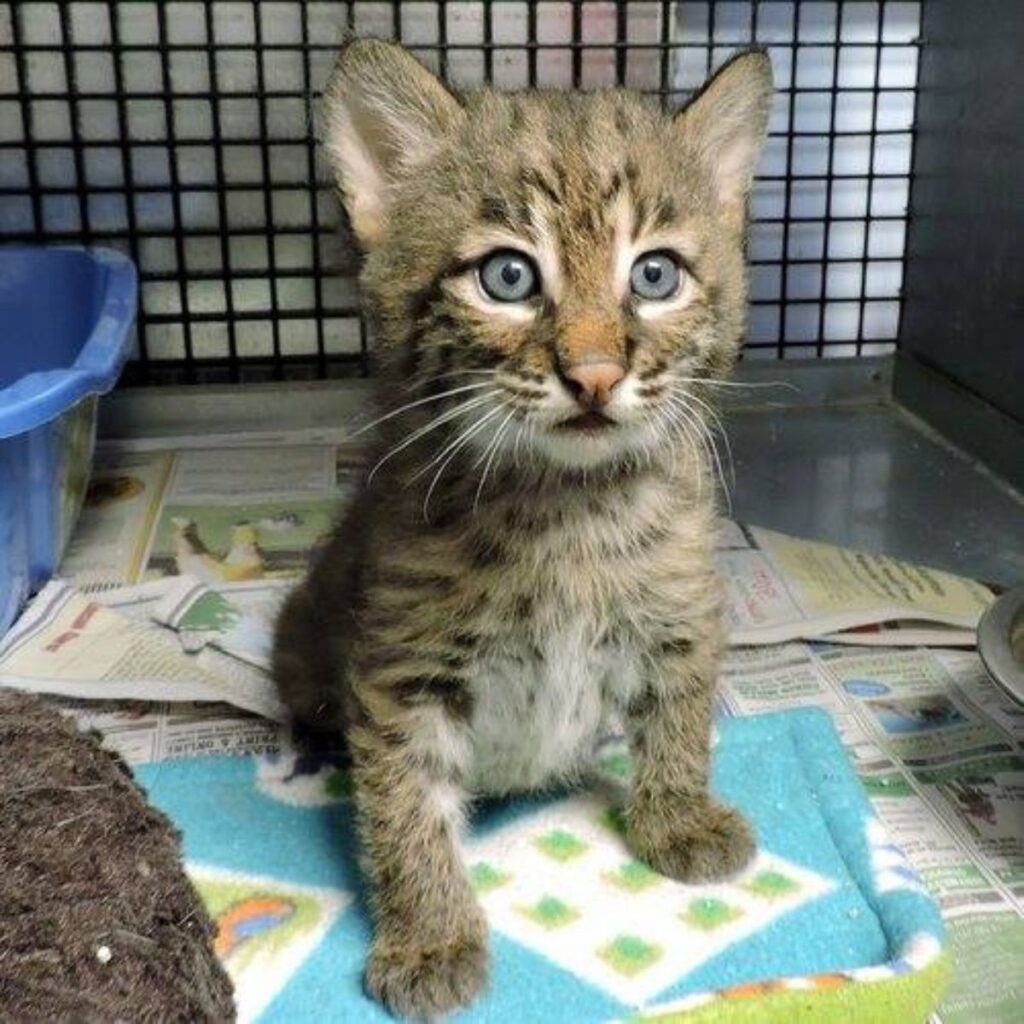 A beautiful kitten is sitting in a cage
