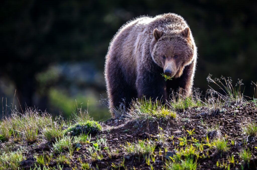 A beautiful teddy bear stands on a hill