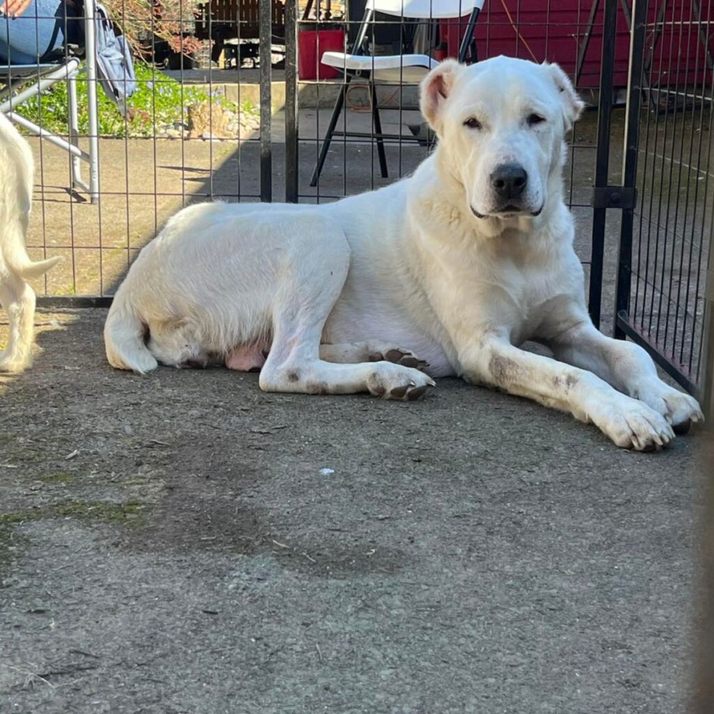A beautiful white dog is lying down