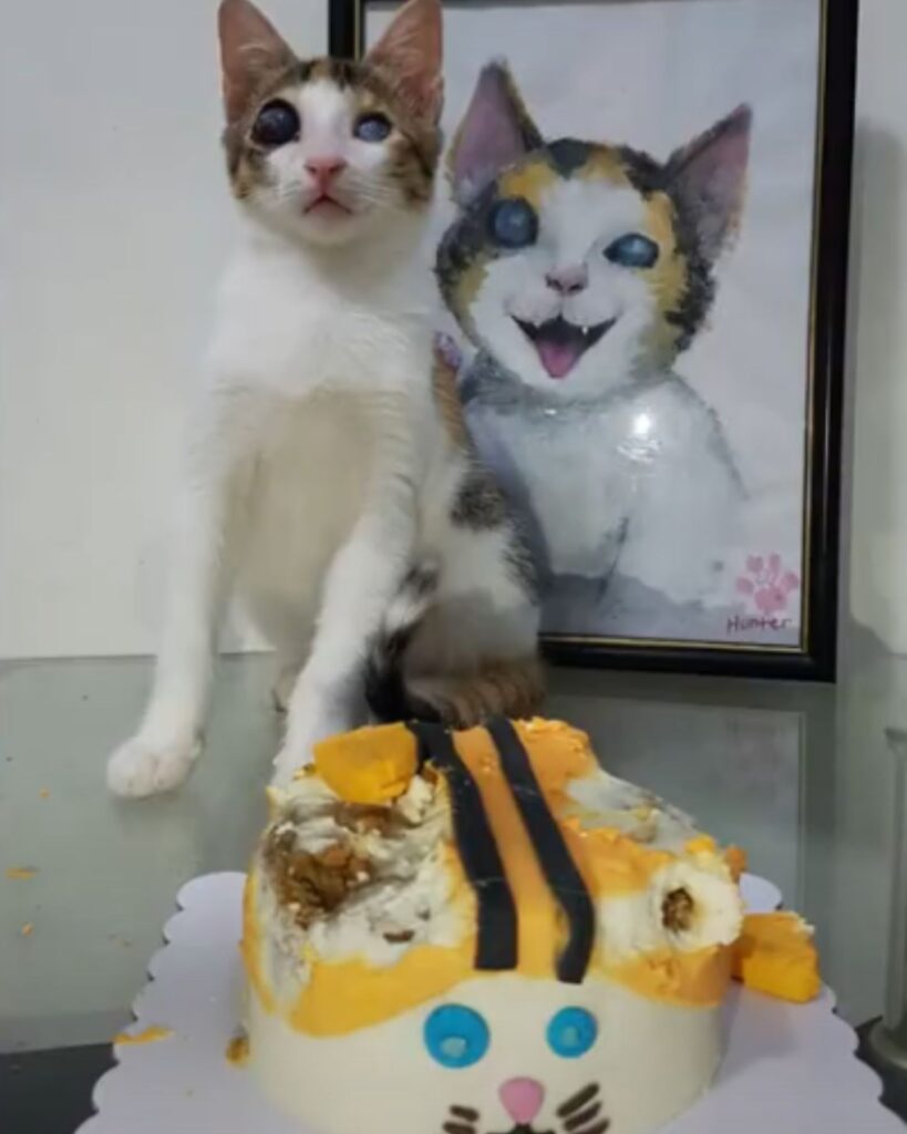 A blind cat sits next to a cake