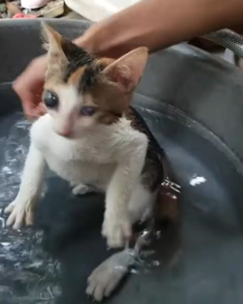 A blind kitten sits in the water