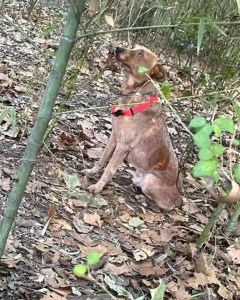 A brown dog is sitting in the forest